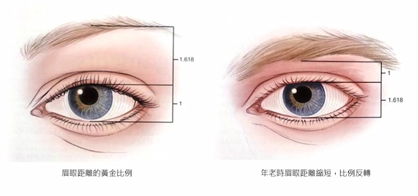 雙眼皮黃金比例